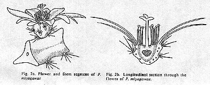 Lepismium miyagawae